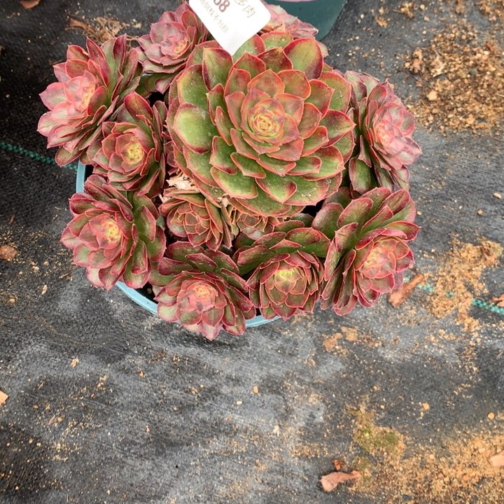 168火狐多肉植物