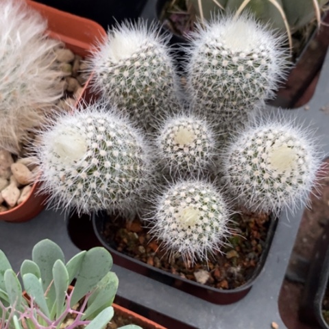 白小丁群实生5仙人球