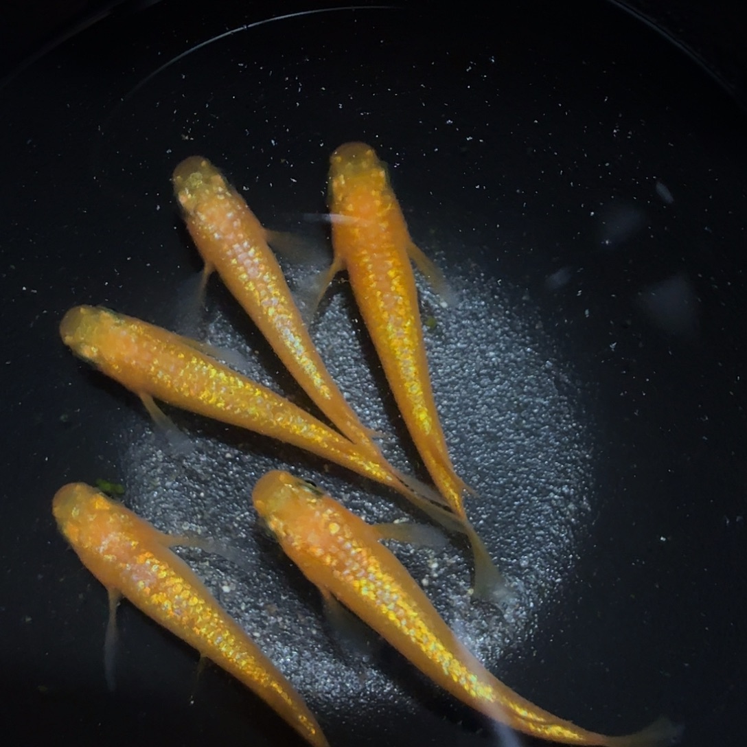 青鳉鱼001 玫瑰宝石一碗