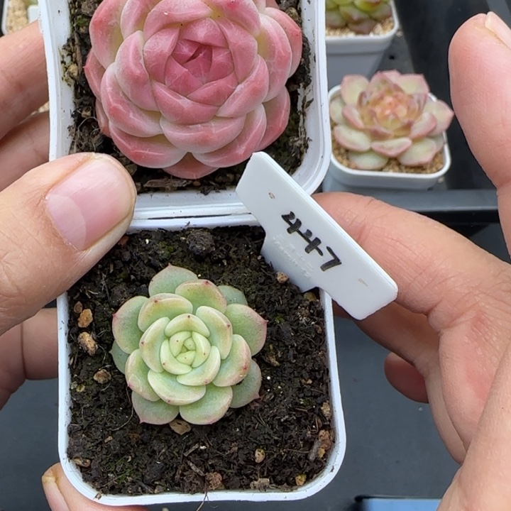 柰***柰447号逍遥晗雨多肉植物