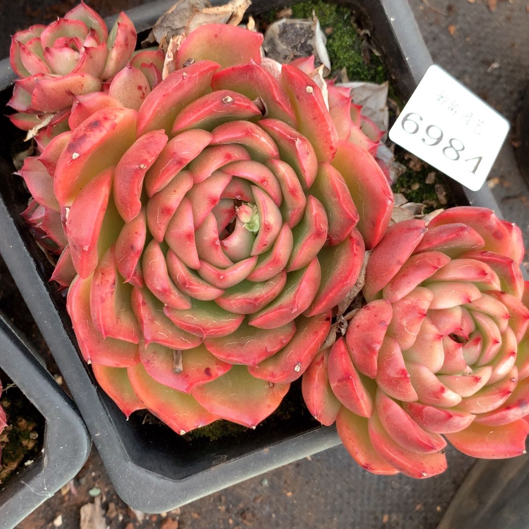 6984不包整散掉头不售后