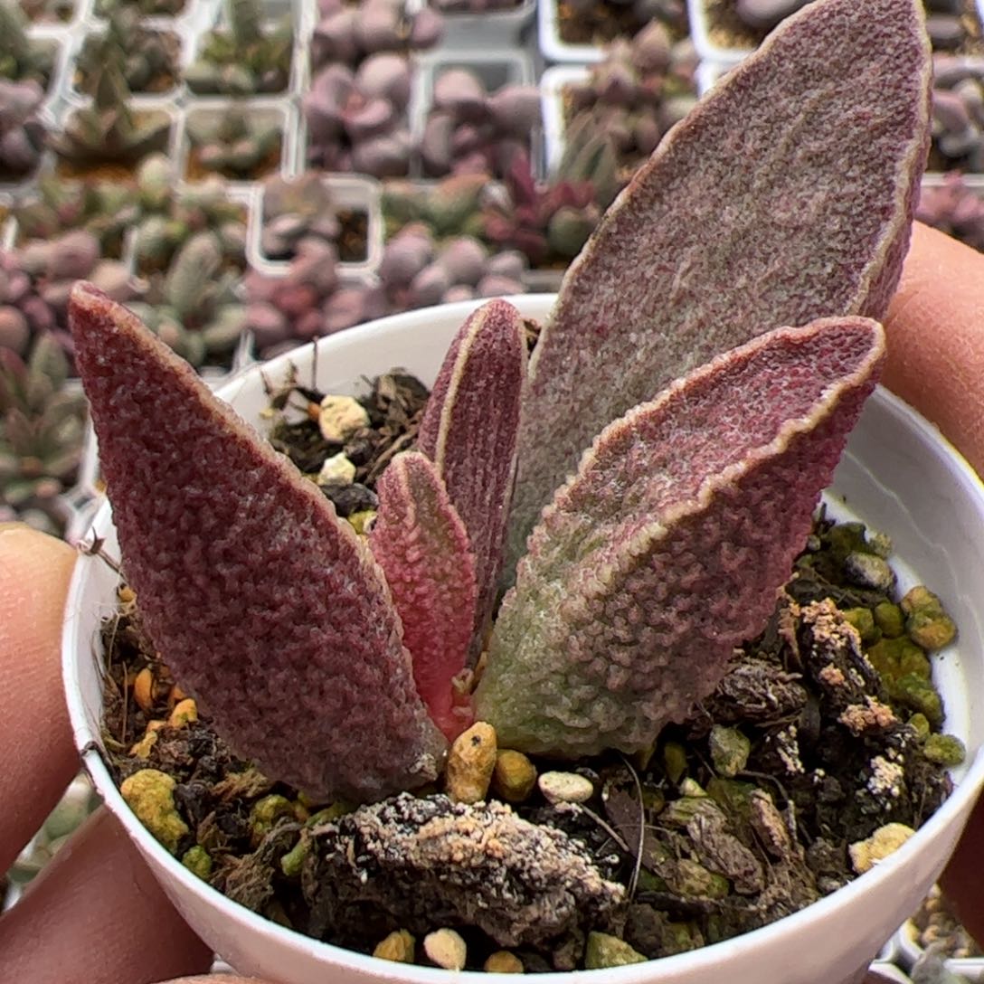 财神水泡多肉植物