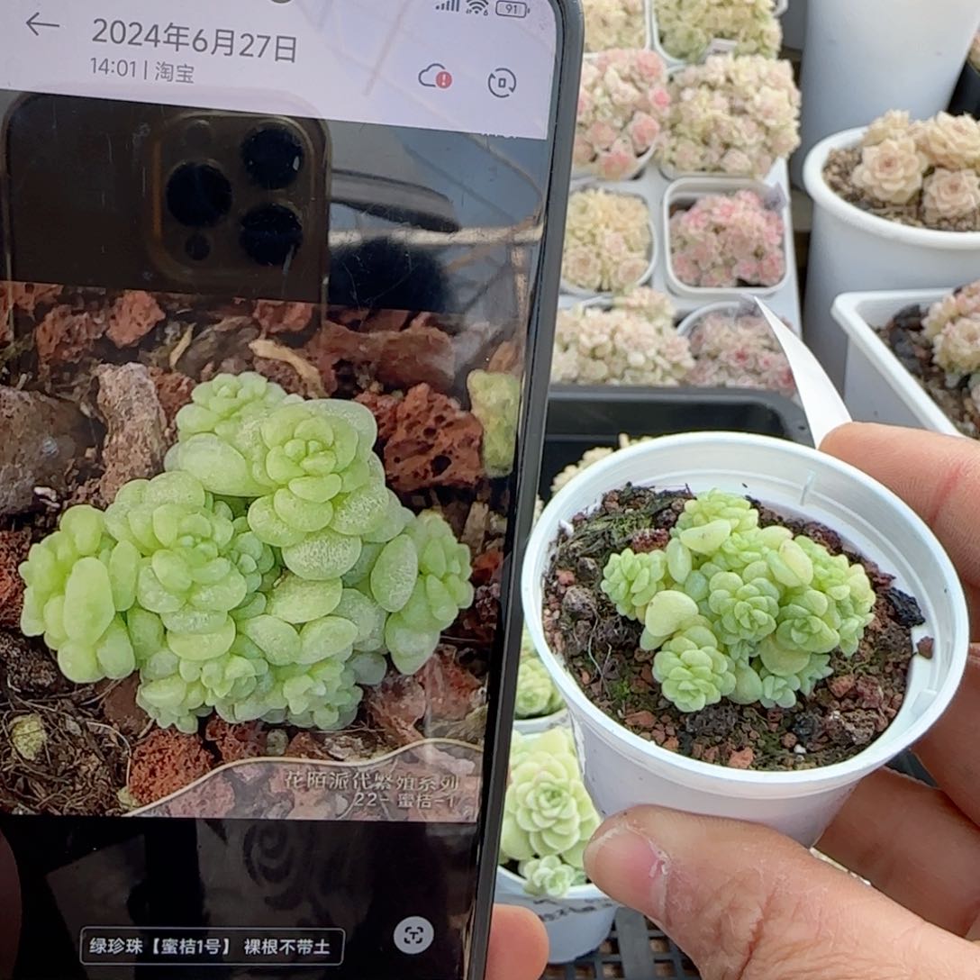 【闪购商品】0131-39绿珍珠