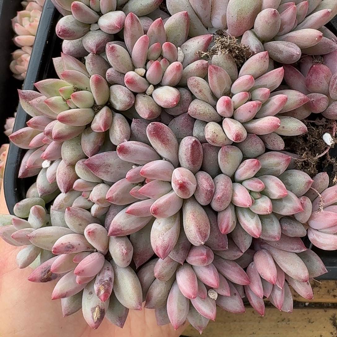 杂交新品珍妮多肉1495