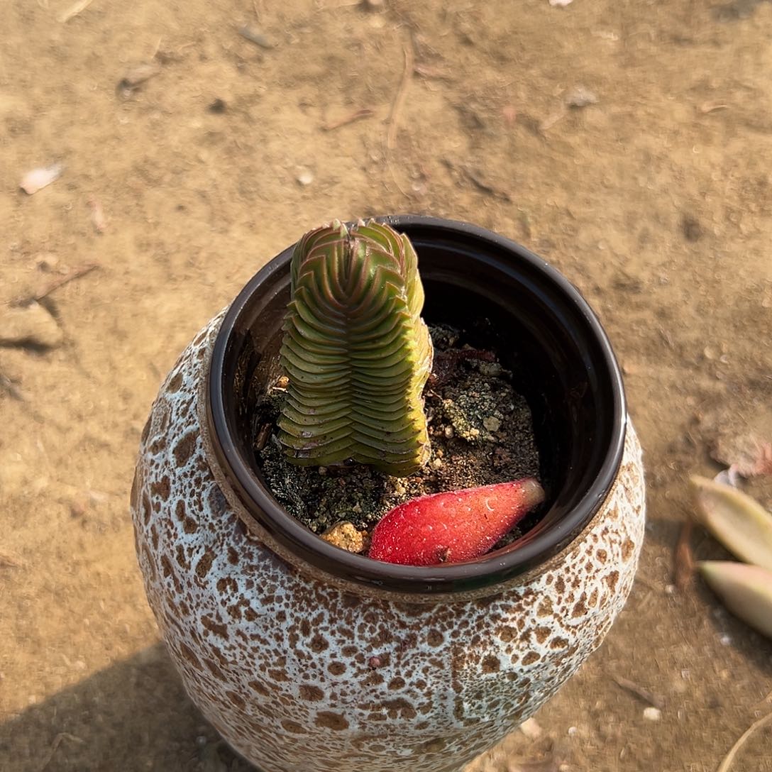  多肉植物多头诺肉