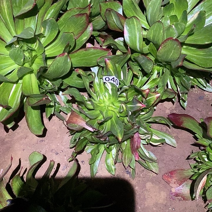 多肉植物法师40魅影七彩