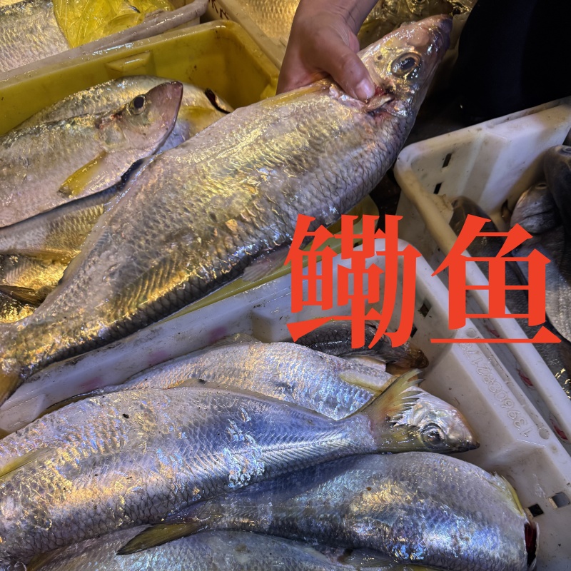 【新鲜鳓鱼】顺丰包邮