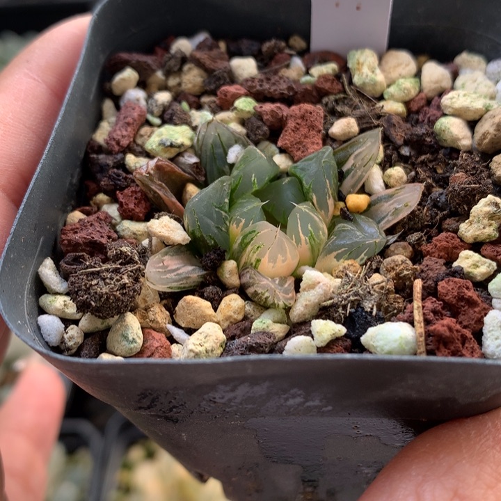 北极之光玉露锦带盆土