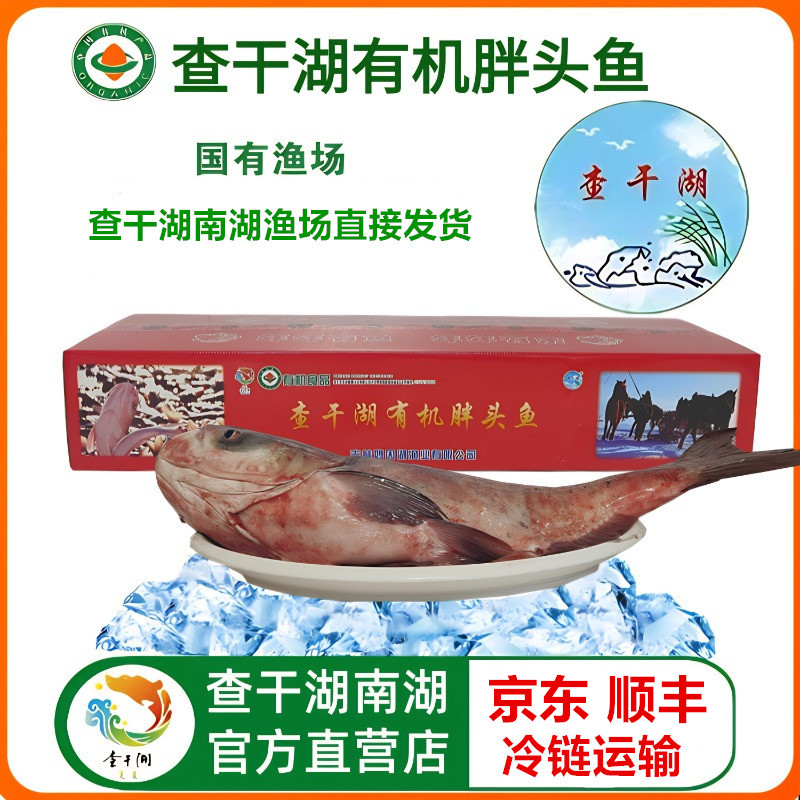 【查干湖】有机胖头鱼9-32斤  渔场直发甄选年货