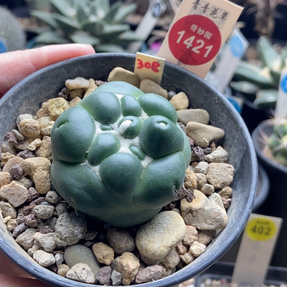 实生无刺象牙4.6cm一棵仙人球