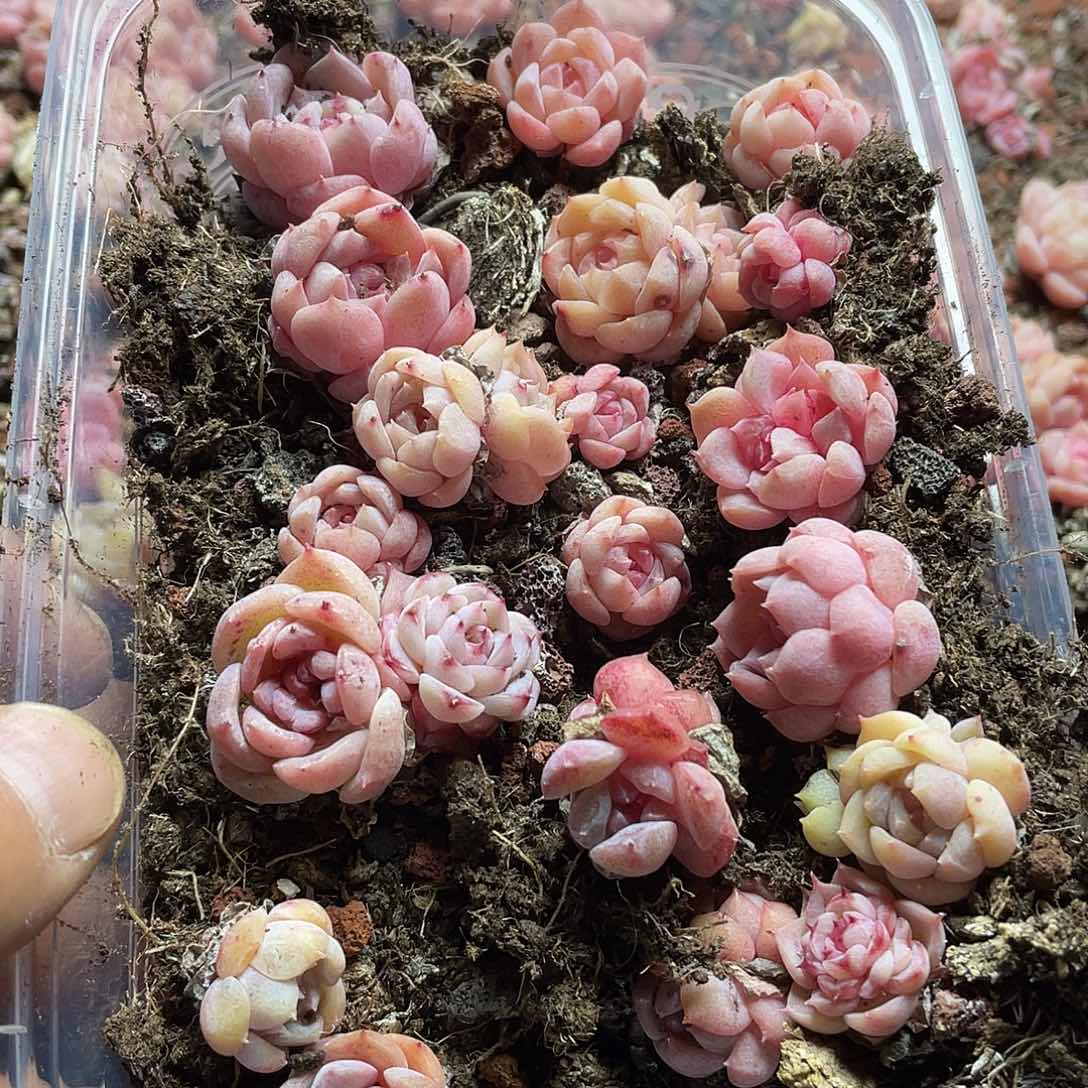 乌拉拉糖心一物一拍150