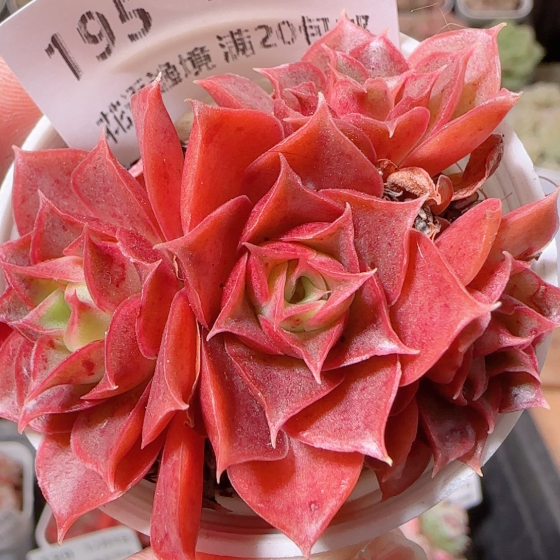 花语多肉1208-195西马