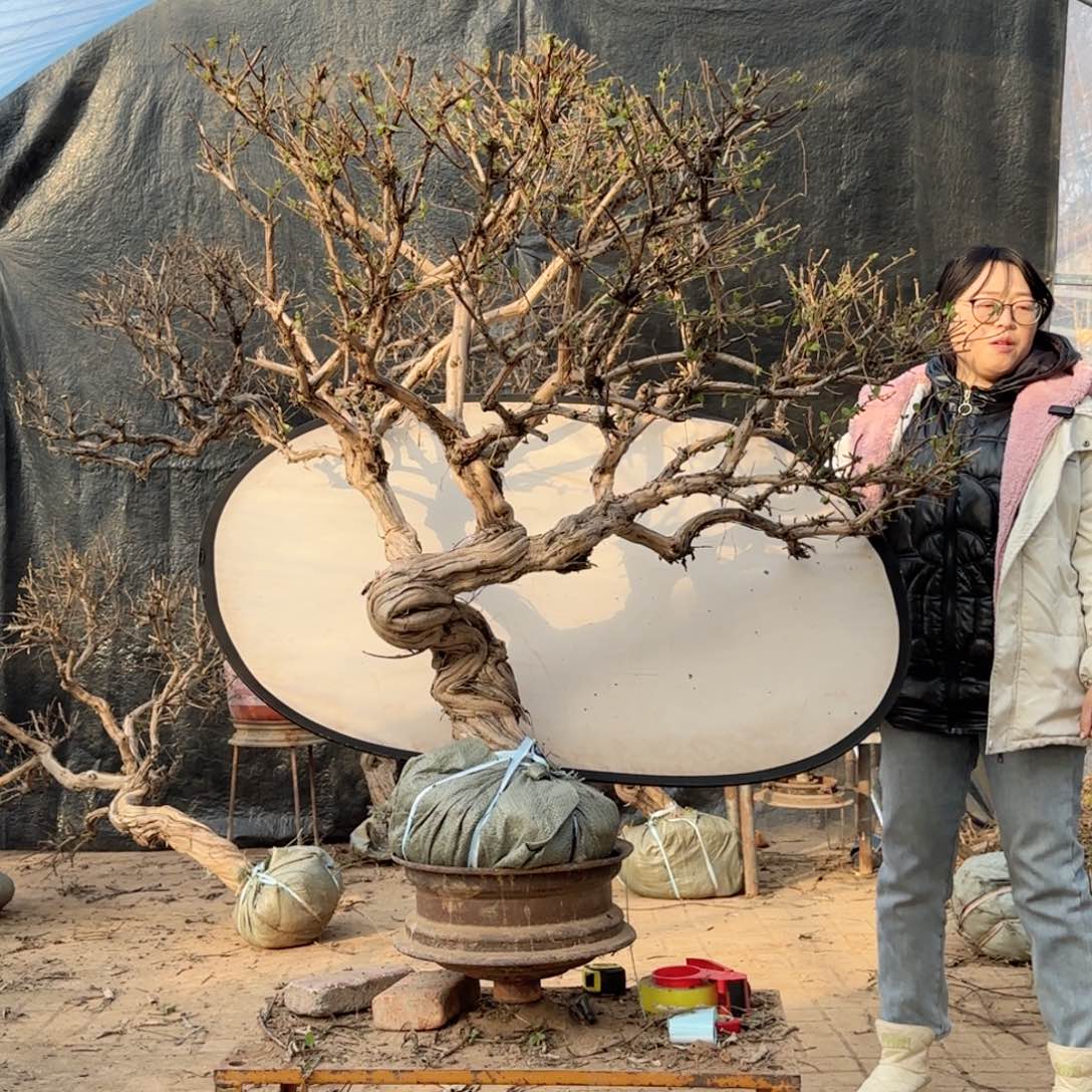 吃***头金银花金银花金银花