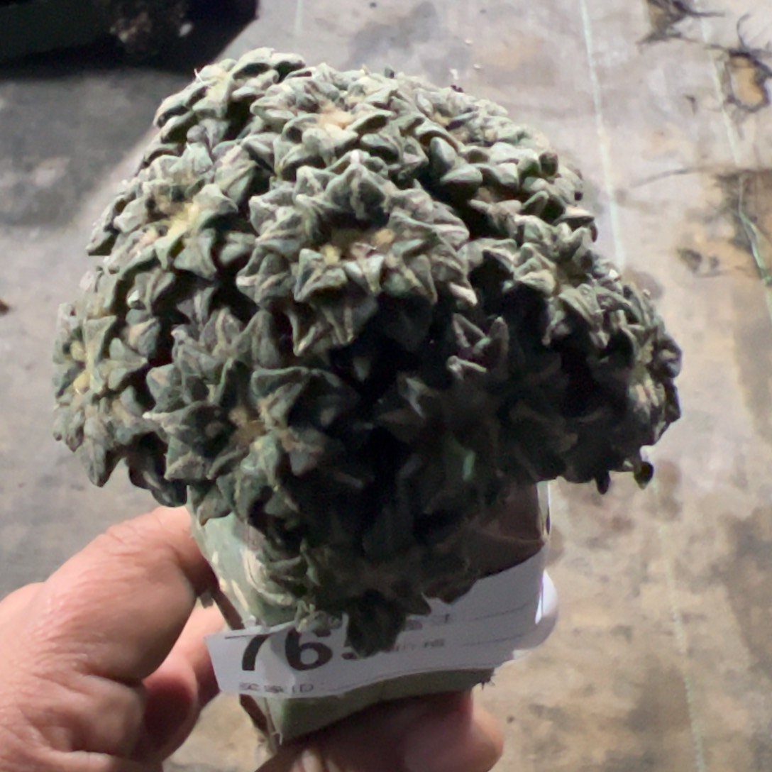 姬牡丹群仙人球765