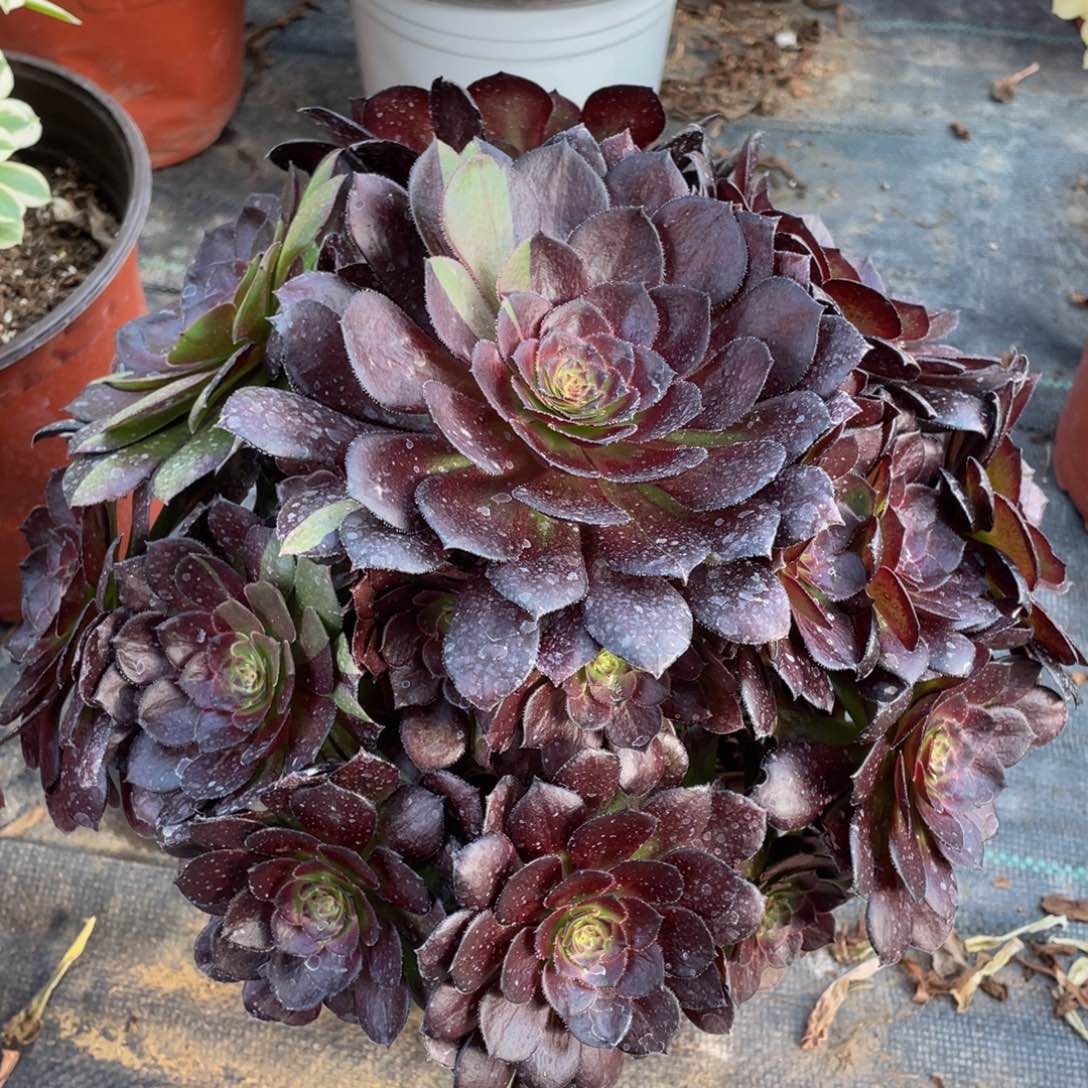 626黑美人精品法师多肉