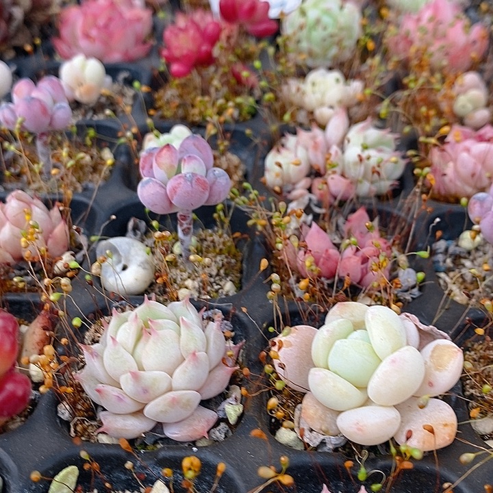 172多肉植物盆栽花卉植物