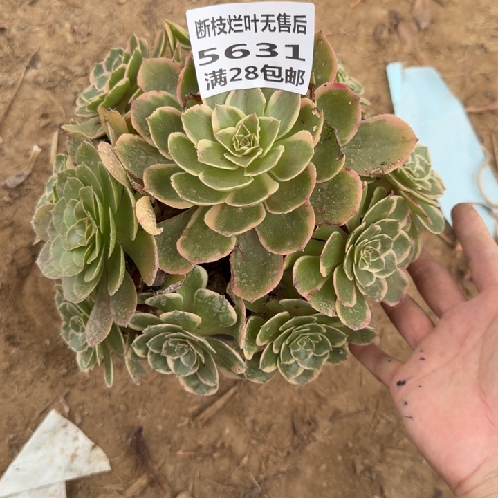 5631二号棚莲花座O