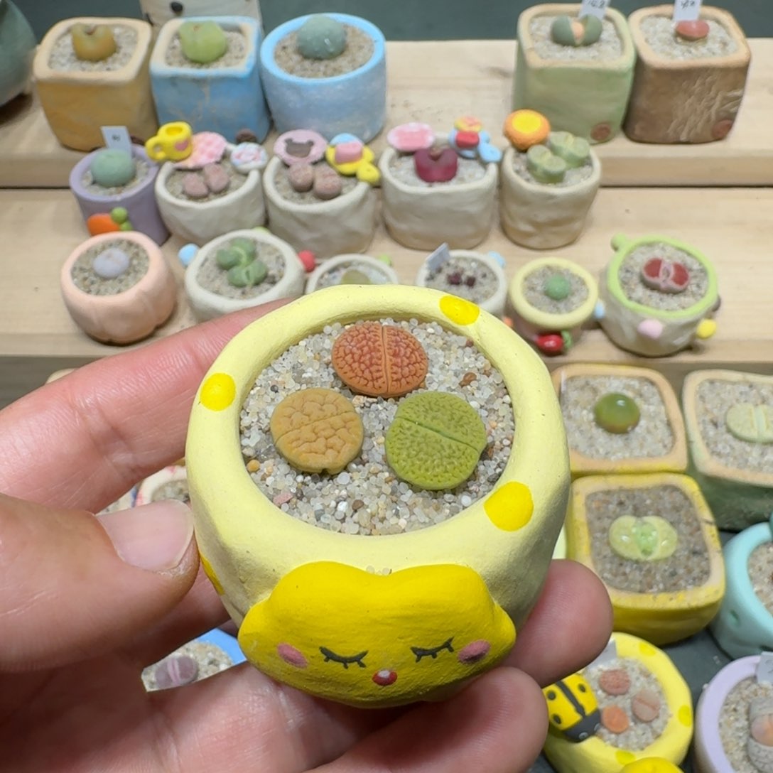 红陶蘑菇1191富贵