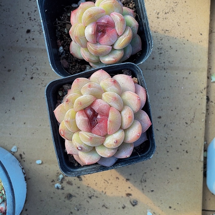 琴心12.8带盆土发