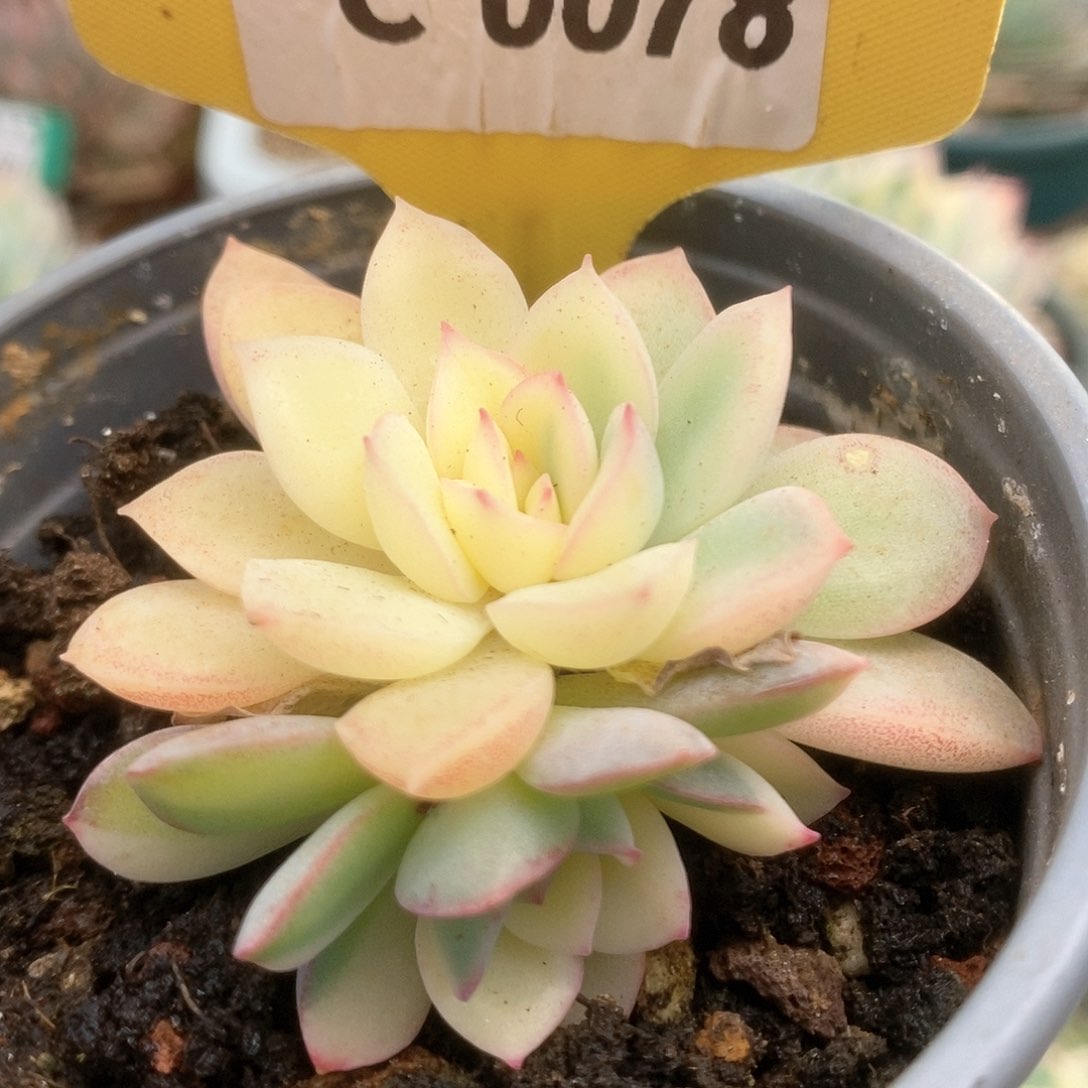 078雨燕座锦锦锦锦锦