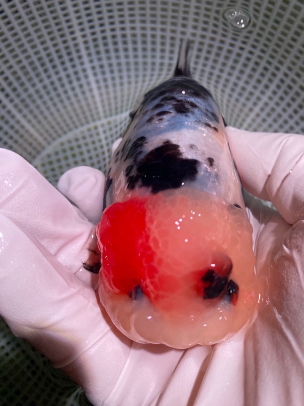 福州可爱活体金鱼