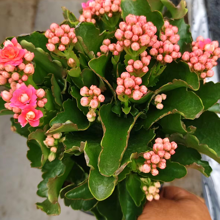 昊景长寿（黛安娜）130室内盆栽