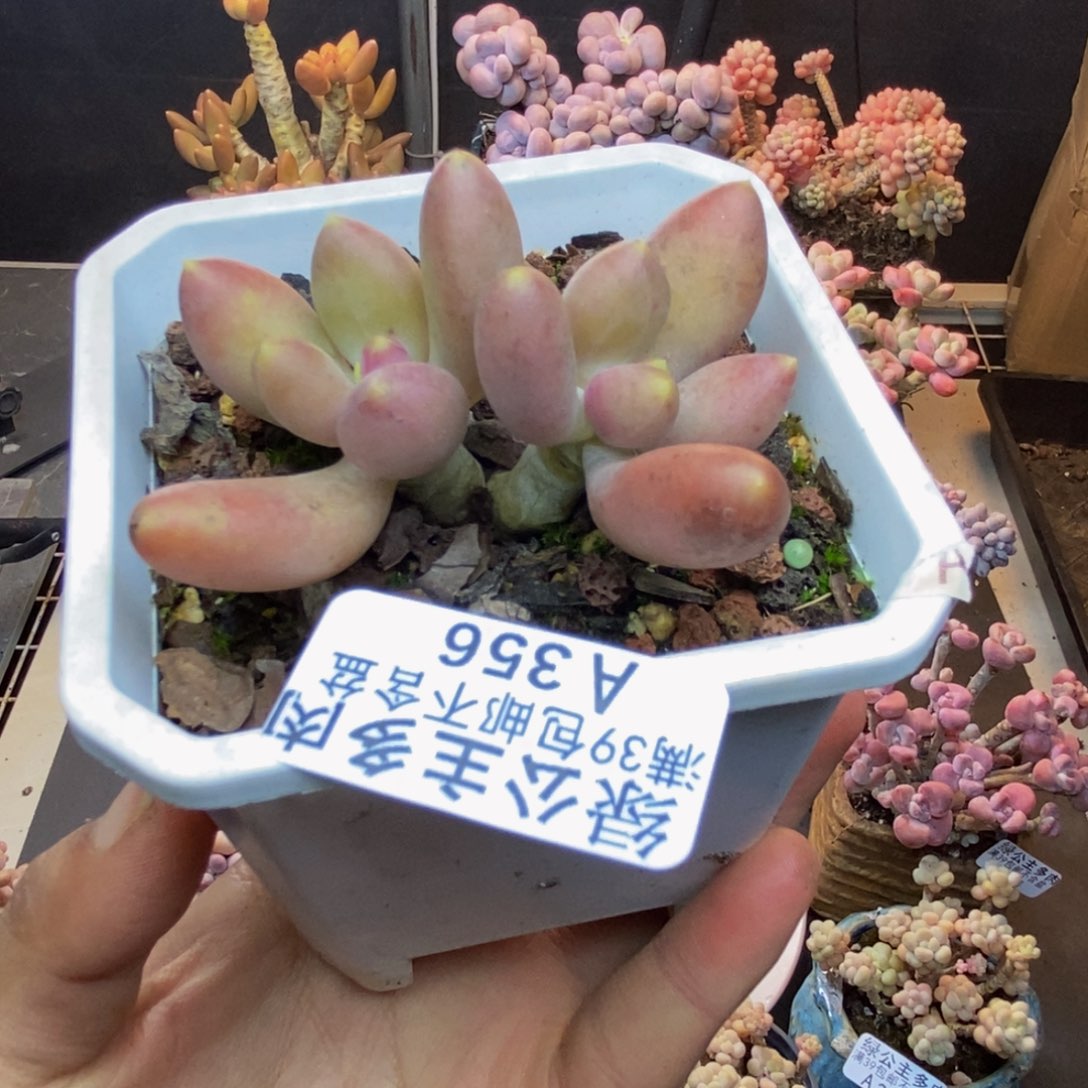 356芒果奶多肉5c m