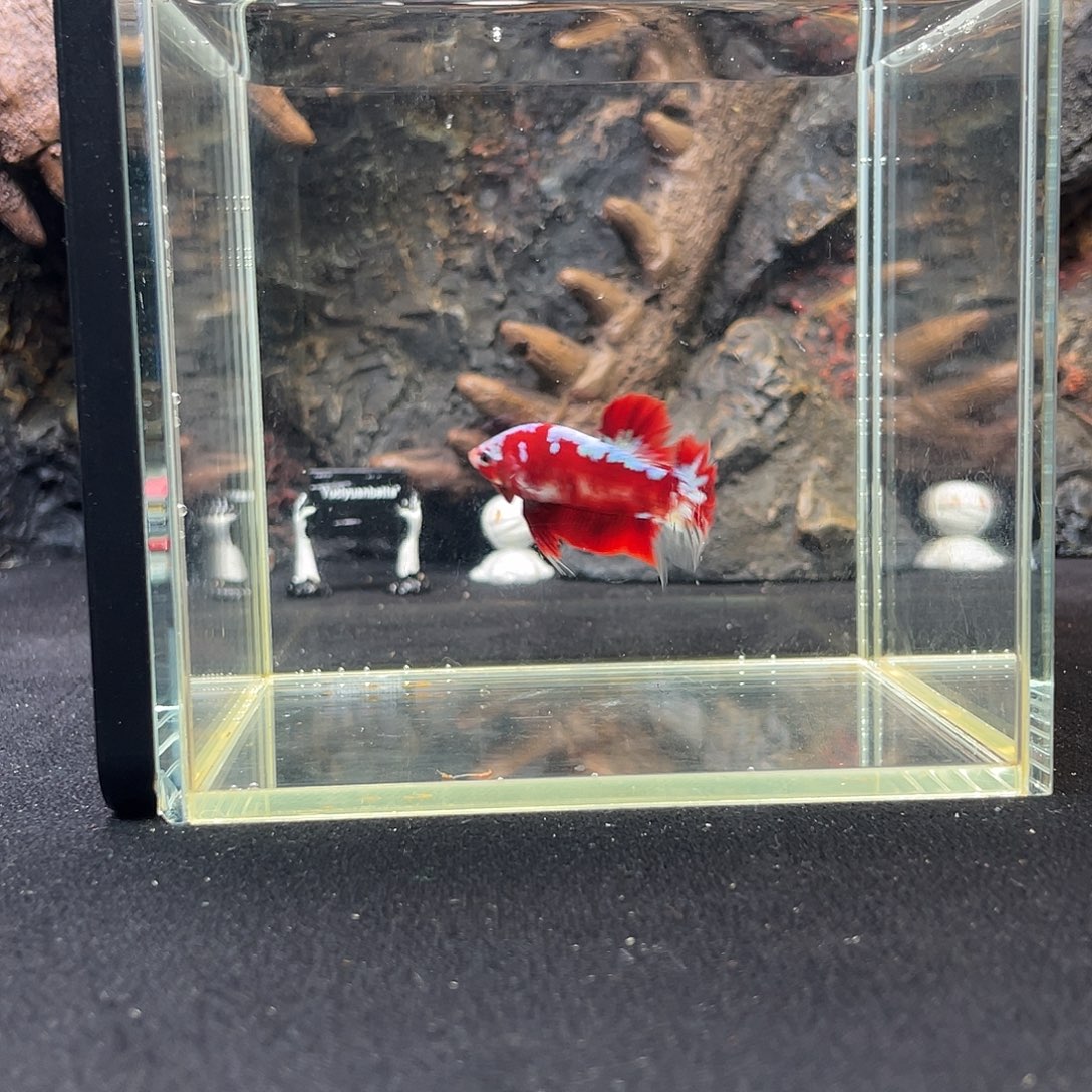 斗鱼九月二十七日竞价