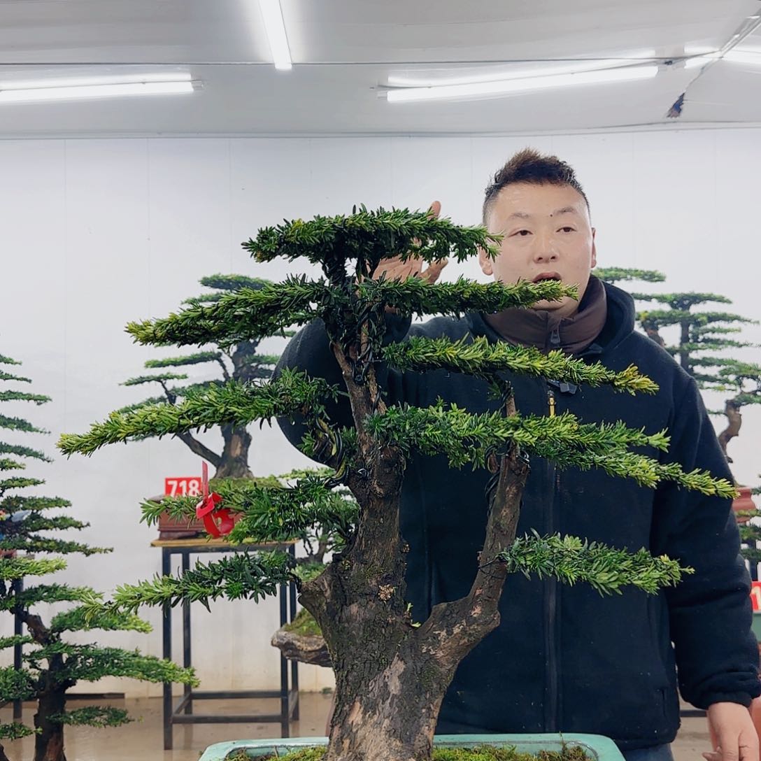 杨*_盆景制作过程非常