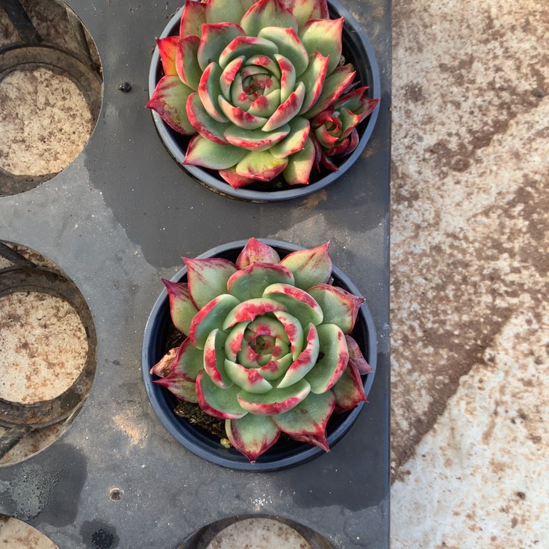 2794号多肉植物惊鸿2颗