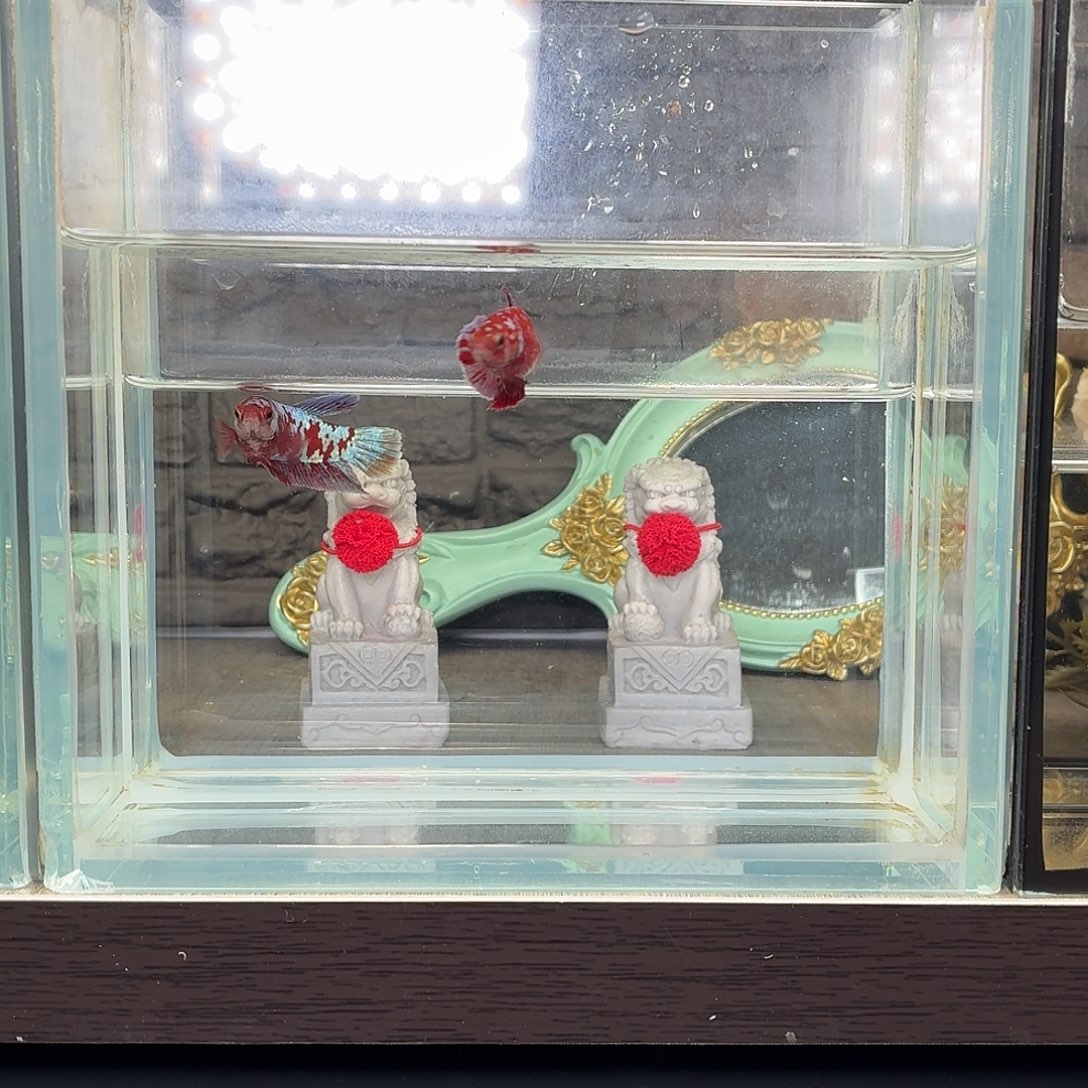 斗鱼彩金将军母鱼