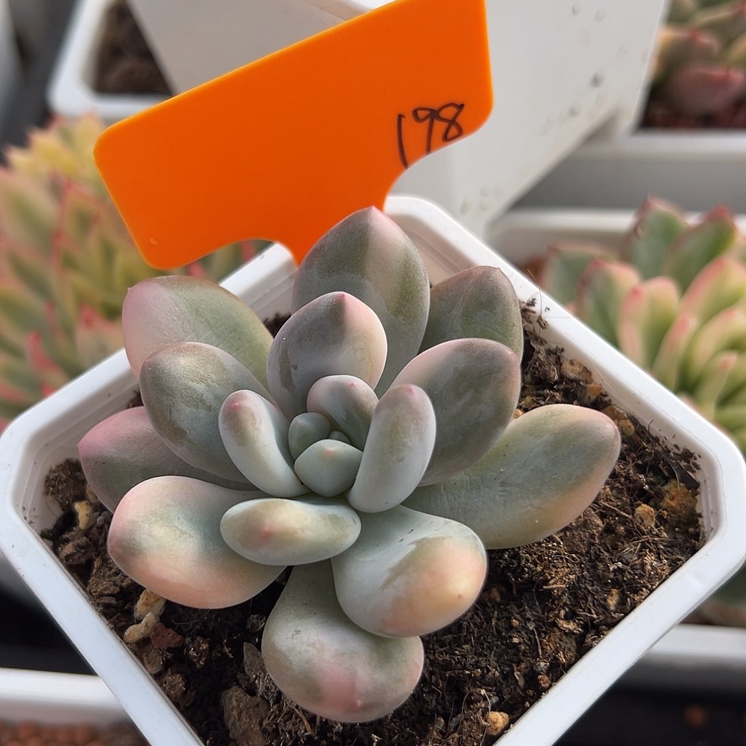 香水锦，多肉植物