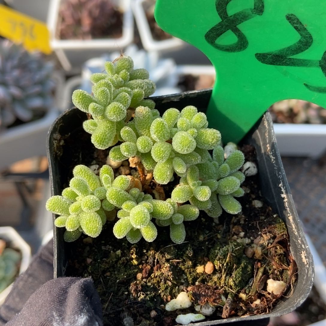 825冰晶多肉植物保护