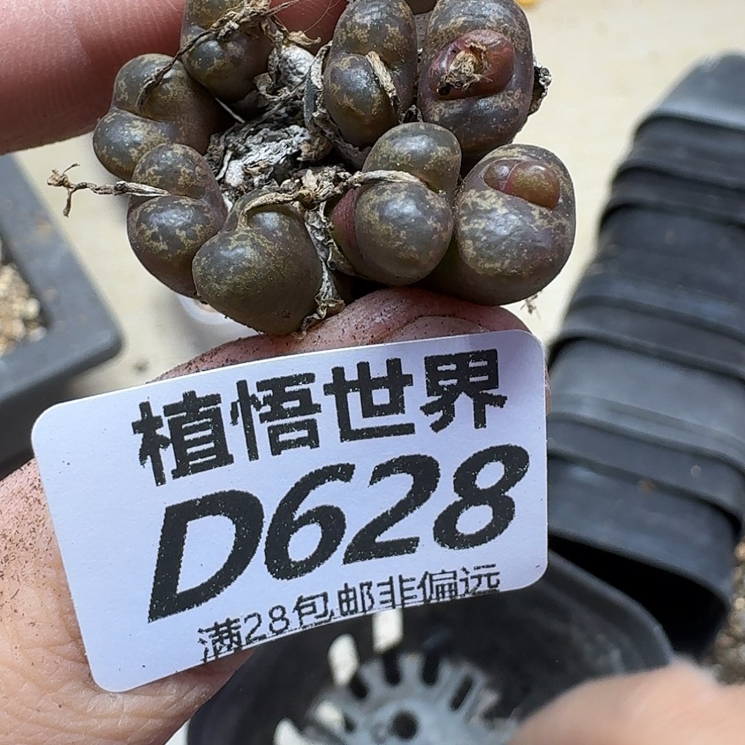 的润泽的人生风格和