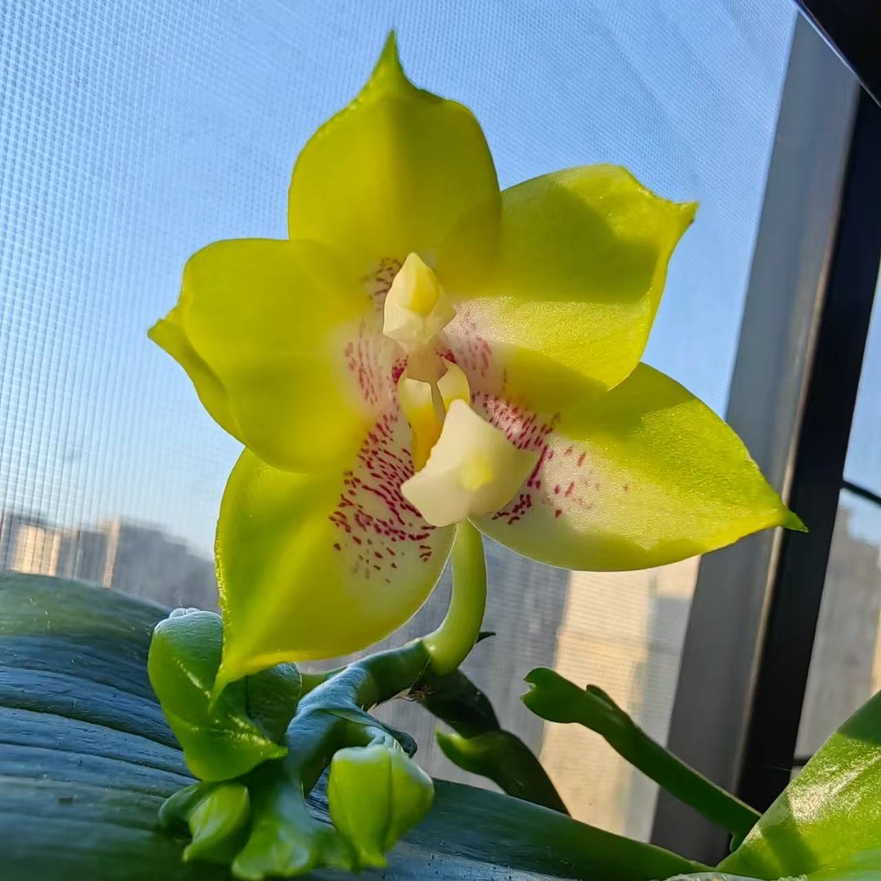 蝴蝶兰 弥陀双剑鹰