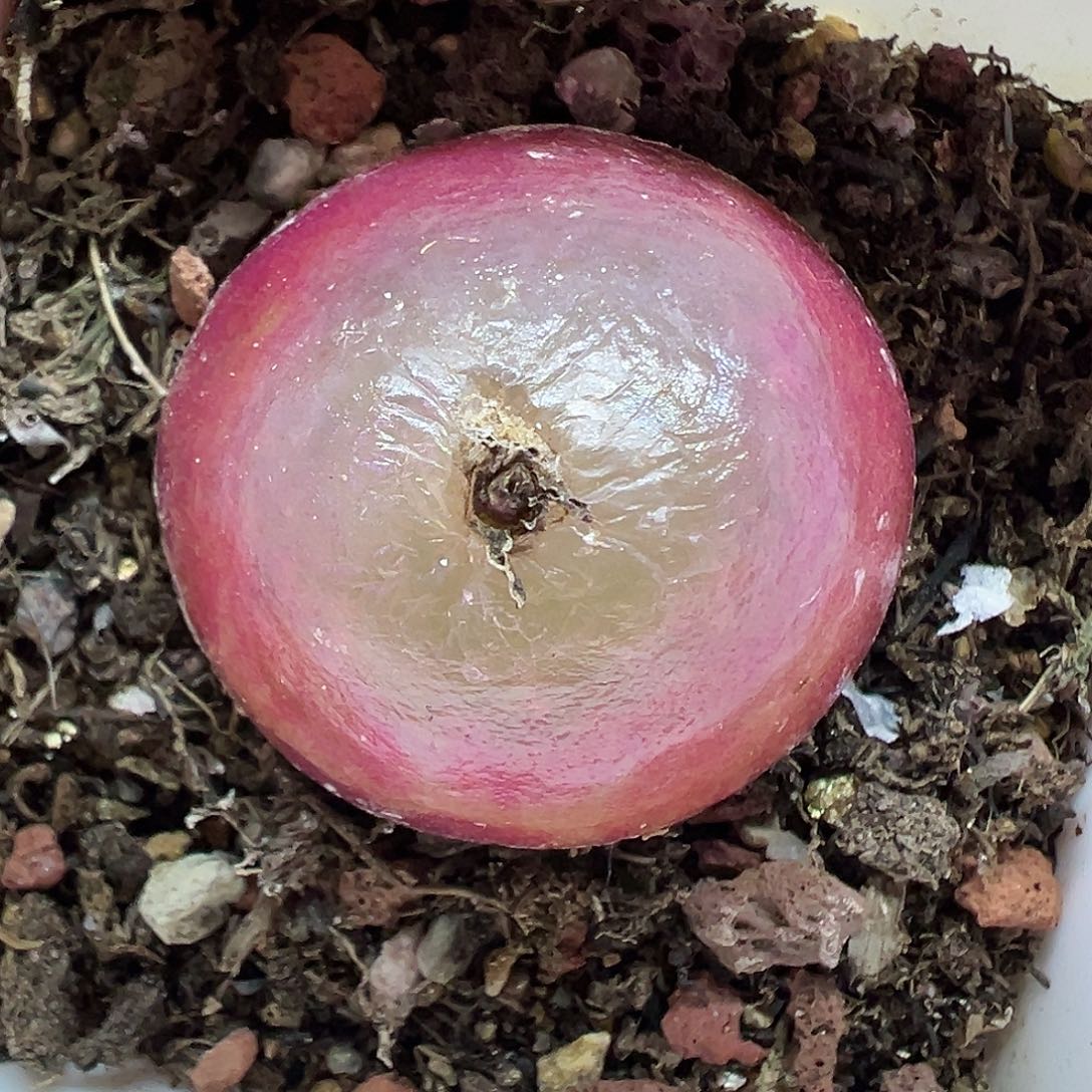 756灯泡3.5带盆土发货