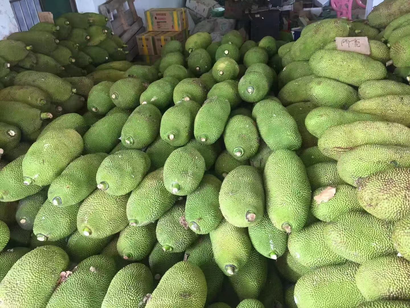  木 菠萝树原产地直发 