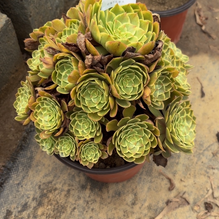 夜宴多肉处理不包断头3544