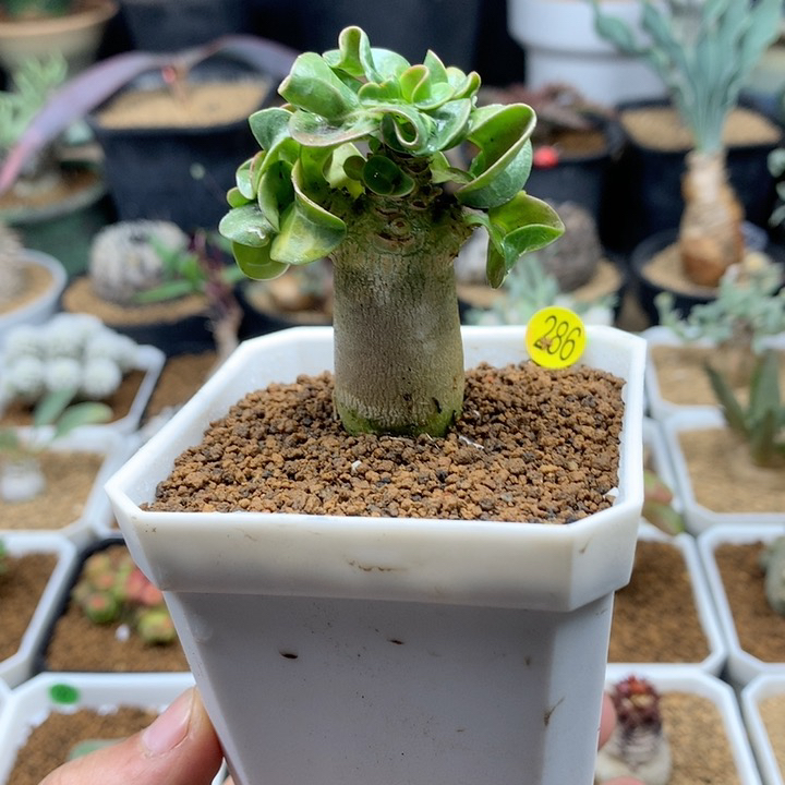 羊角沙漠玫瑰带盆286