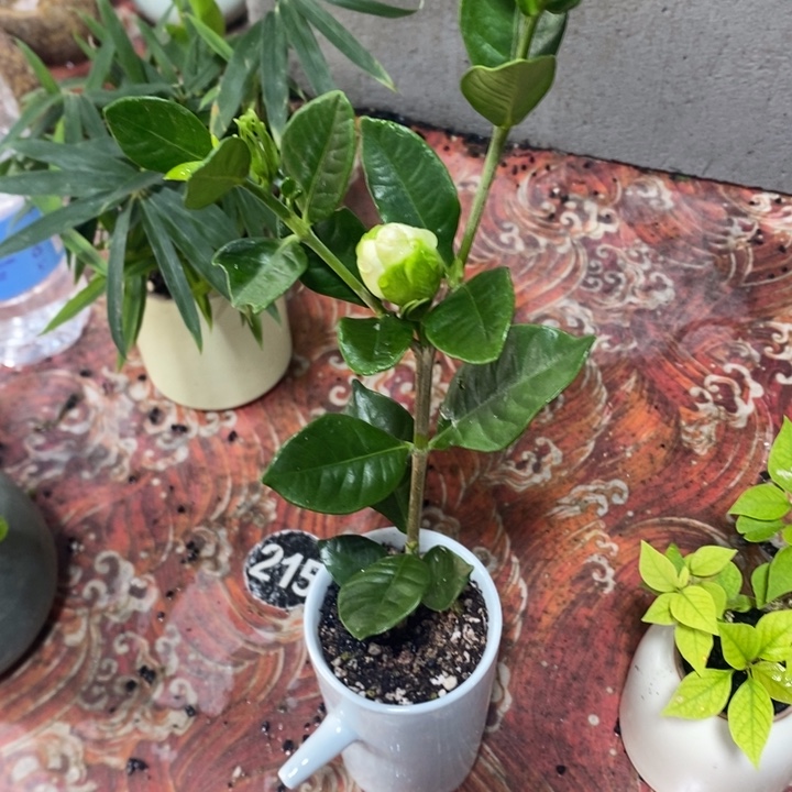 若***若以实际为准退款拉黑拉黑36