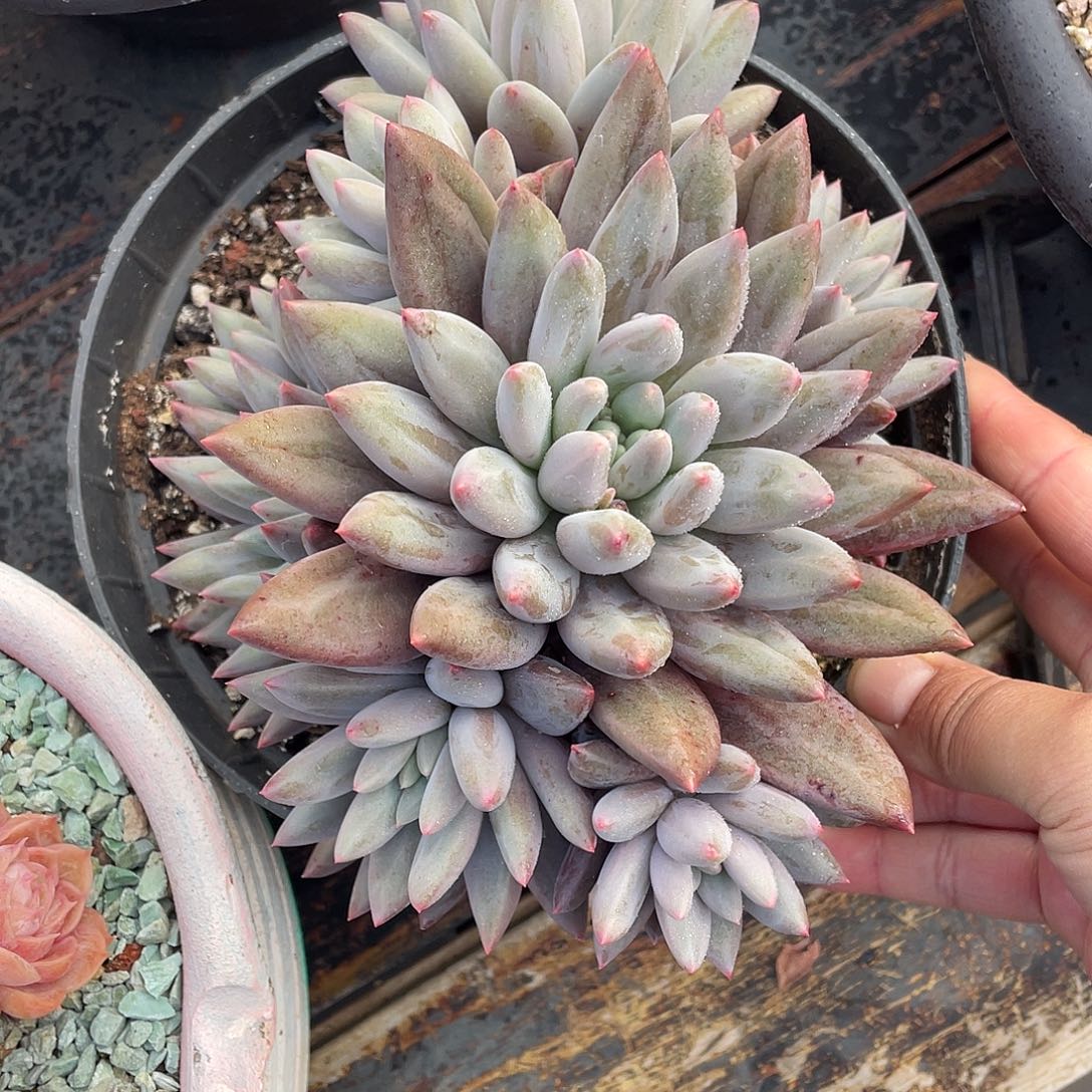 多肉植物一物一拍