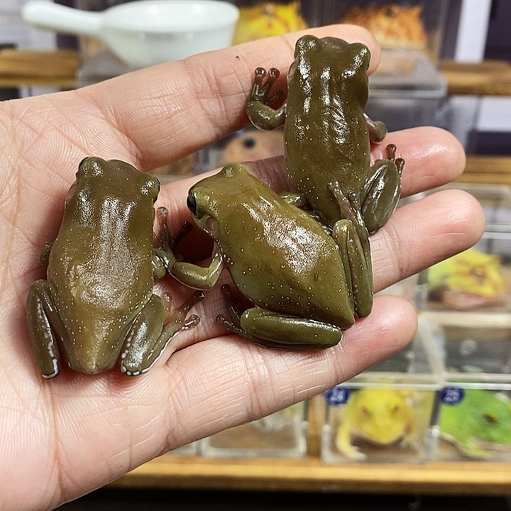 角蛙567号蓝眼树蛙三只