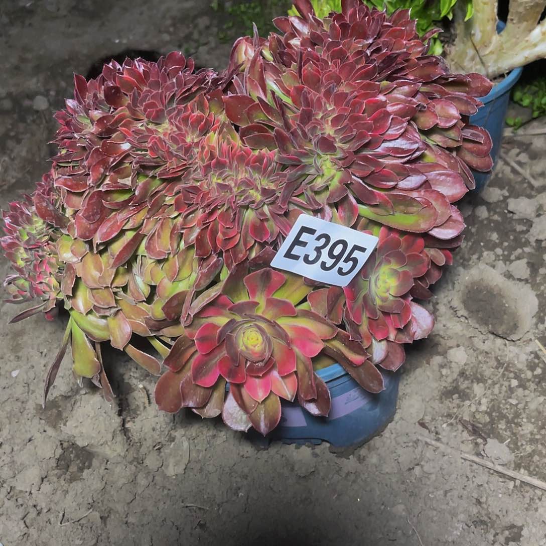 雅典娜法师15/-34包邮