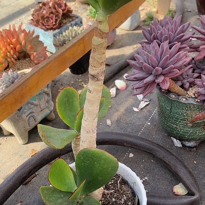 口***再多肉植物肉肉植物