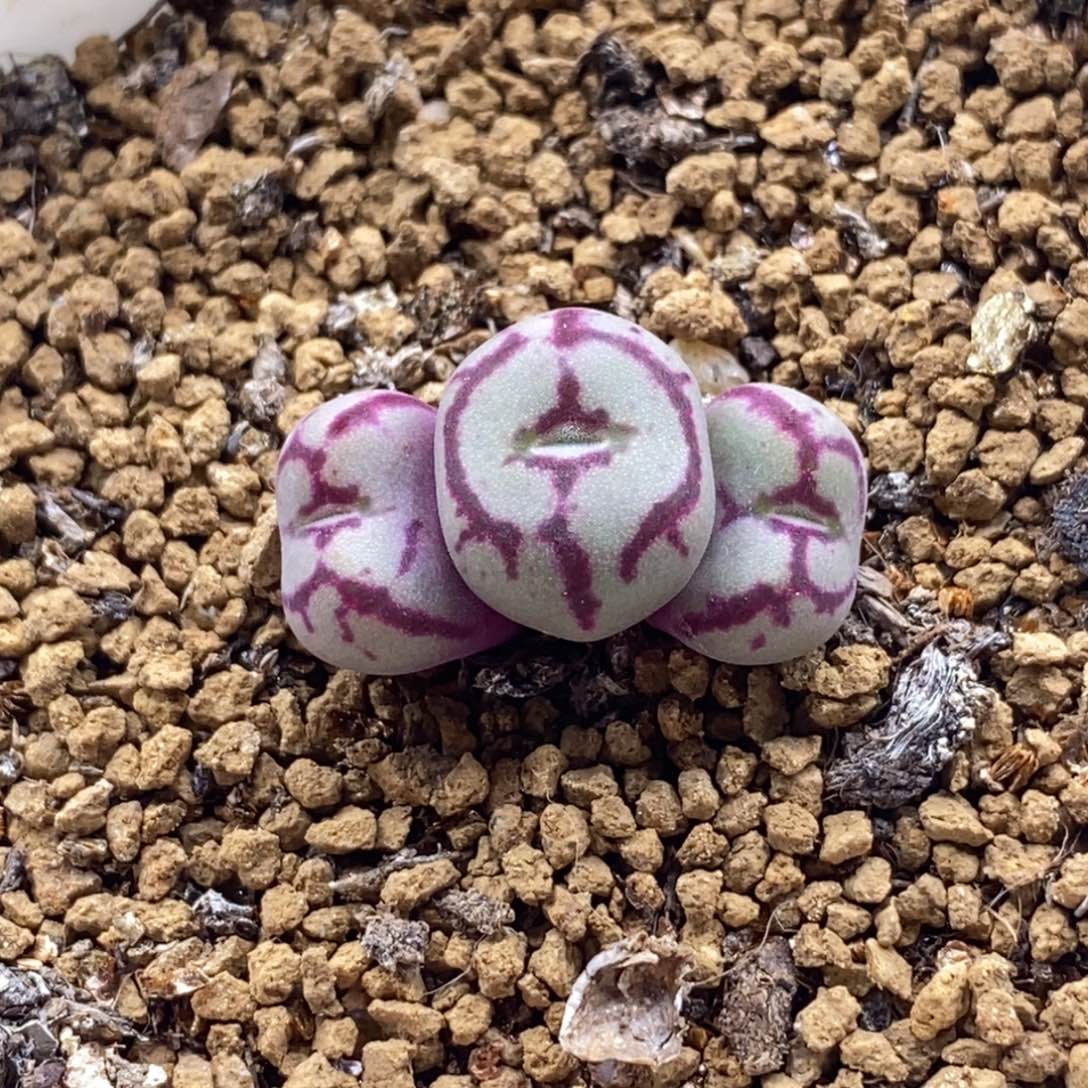 Cr 1527超猴Cr 1527超猴