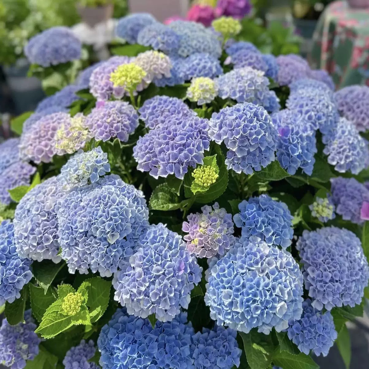 魔幻革命绣球花大苗盆栽八仙花阳台庭院耐寒植物四季好养花卉大