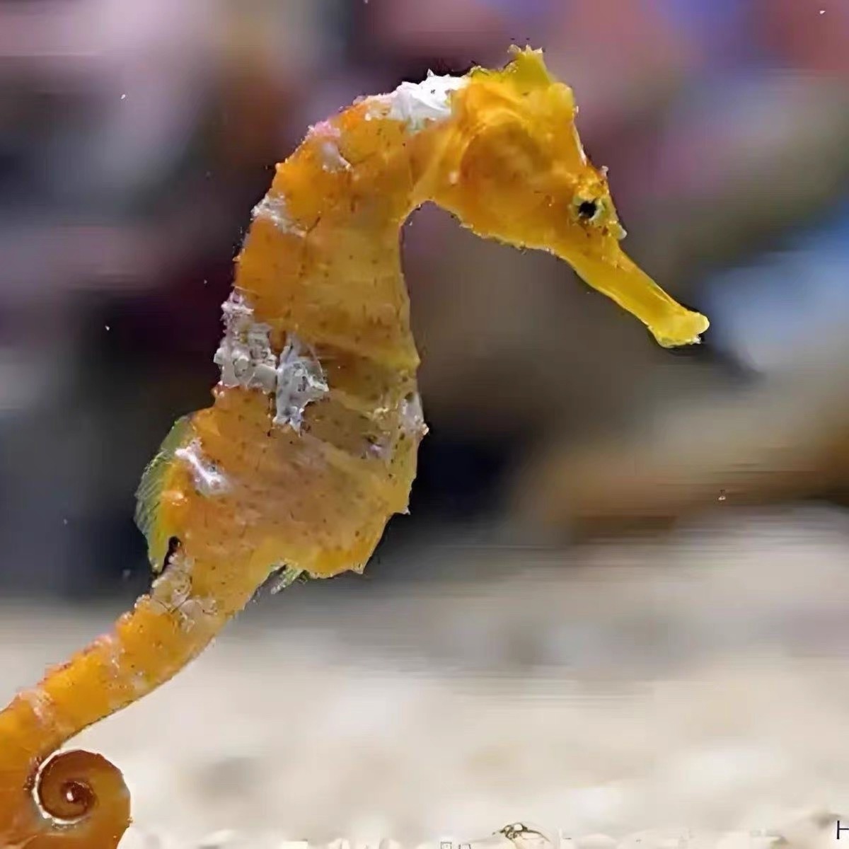 精选活体线纹海马可观赏可煲汤泡酒滋补佳品