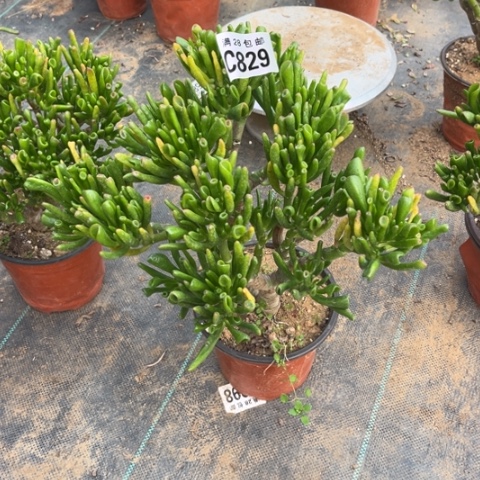 829吸财树不包断枝