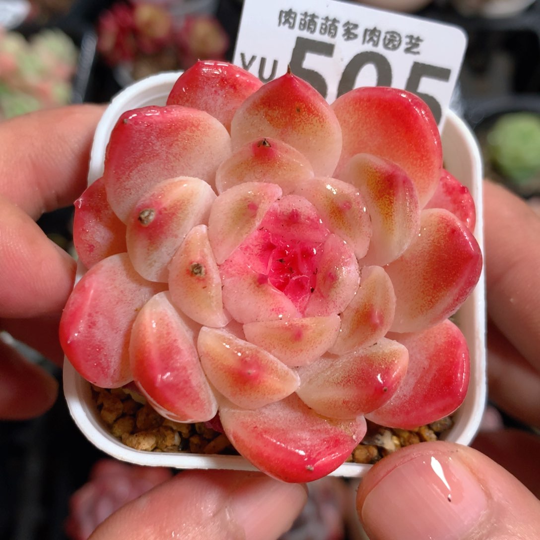 5CM拇指盆精控多肉YU505