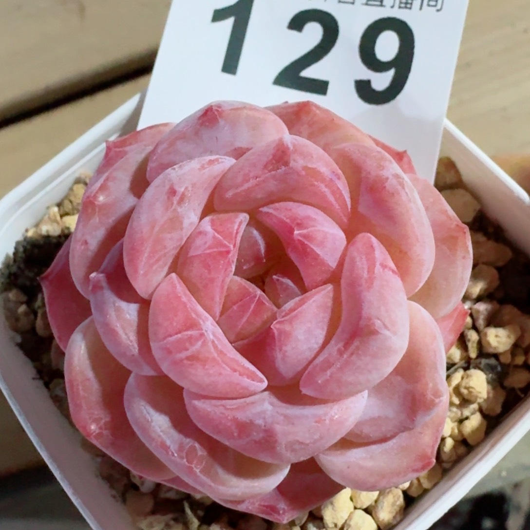 冰魄         精品多肉